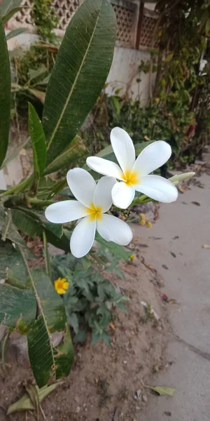 Крупним Планом Знімок Білих Квітів Plumeria Alba Вирощених Саду — стокове фото