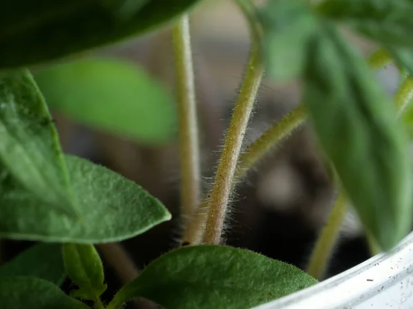 Een Close Shot Van Een Groeiende Potted Huisseplant — Stockfoto