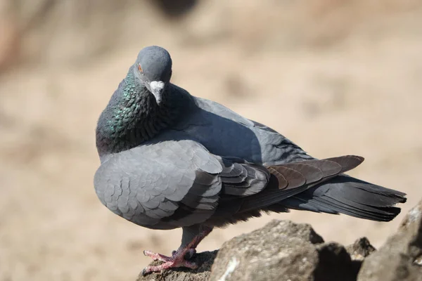 海岸の石の上に切り立った灰色の鳩の群れ — ストック写真