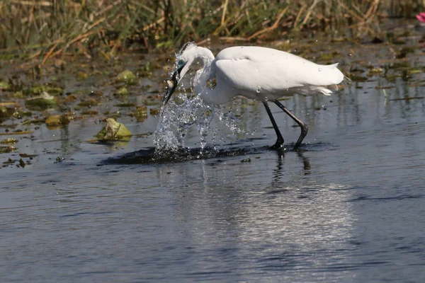 Closeup Egret Fish Mouth Caught Pond — Stock Photo, Image