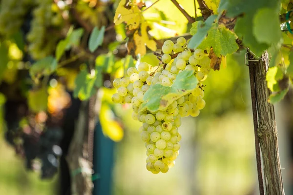 Enfoque Selectivo Una Vid Con Uvas Maduras — Foto de Stock