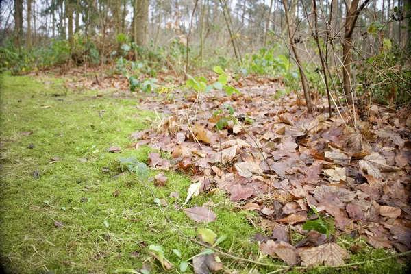 Zbliżenie Ujęcia Suchych Opadłych Liści Ziemi Jesienią — Zdjęcie stockowe