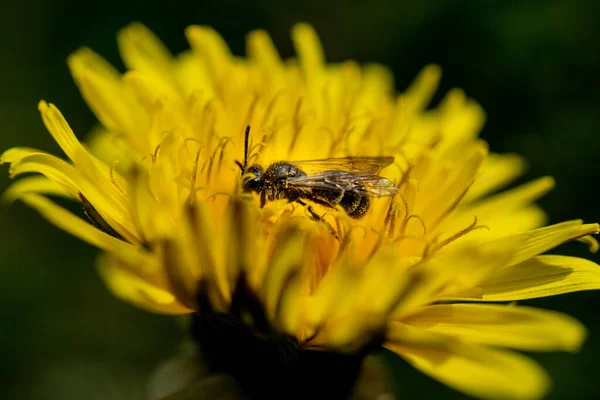 Közelkép Egy Méhről Ami Beporozza Virágzó Sárga Virágot Vadonban — Stock Fotó