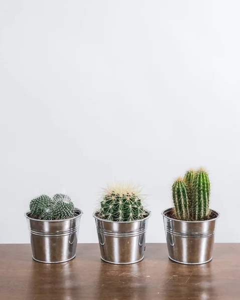Trois Différents Types Cactus Pot Sur Une Table Bois Fond — Photo