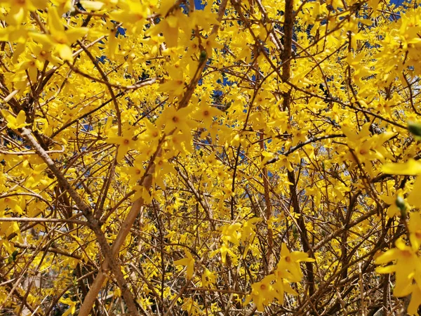 Une Mise Point Sélective Des Arbres Forsythia Bordant Floraison — Photo