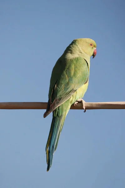 Eine Großaufnahme Von Papagei Der Auf Einem Kabeldraht Vor Einem — Stockfoto