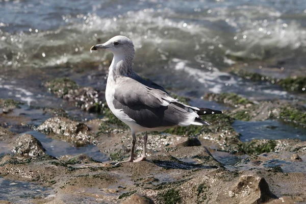 Closeup Seagull Perched Rocky Surface Sea — Stock Photo, Image