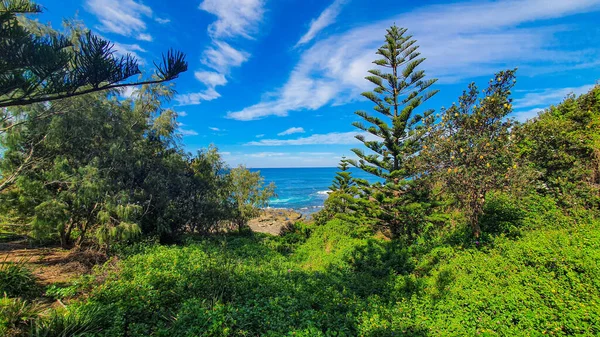 Bellissimo Paesaggio Foresta Verde Con Oceano Sullo Sfondo — Foto Stock