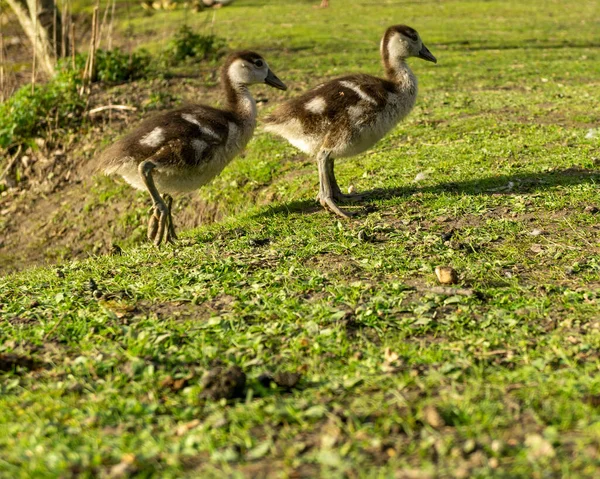 Primer Plano Los Adorables Pequeños Goslings Peludos Terreno Herboso — Foto de Stock