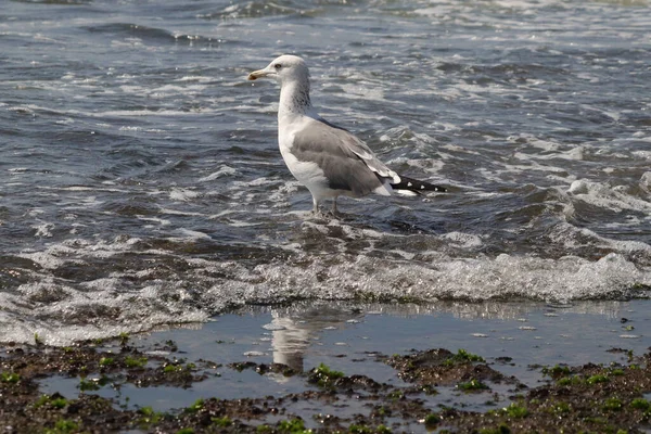 Zbliżenie Mewy Plaży Woda — Zdjęcie stockowe