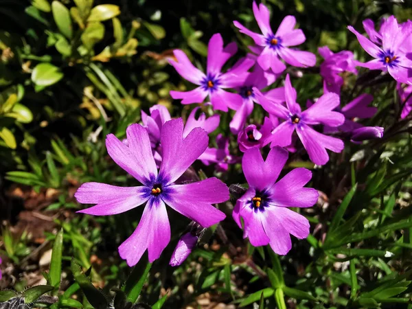 Ένα Επιλεκτικό Πλάνο Εστίασης Των Ανθισμένων Μοβ Βρύων Λουλούδια Phlox — Φωτογραφία Αρχείου