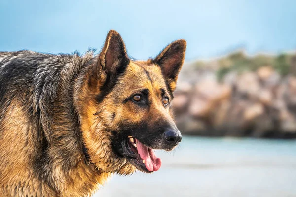 Closeup German Shepherd Beach — Stock Photo, Image