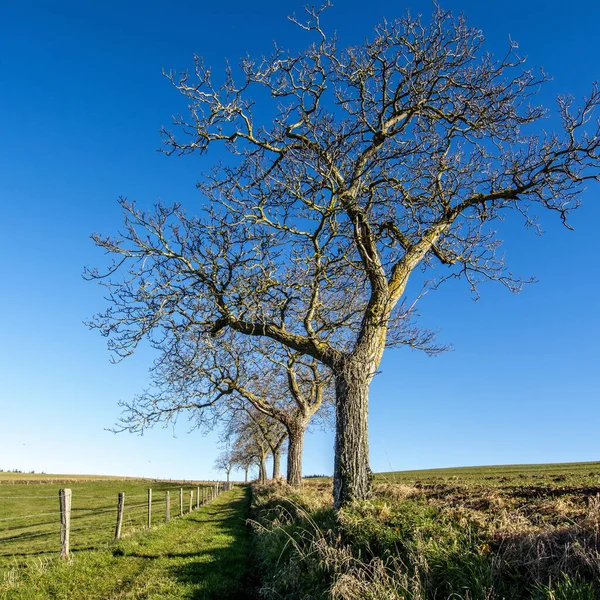 Camino Los Árboles Durante Día Auvernia Ródano Alpes Francia — Foto de Stock