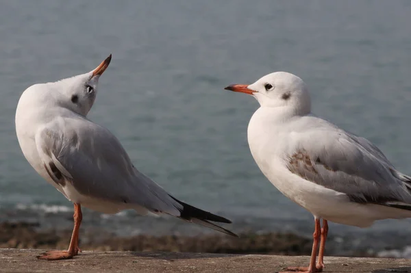 Eine Nahaufnahme Von Möwen Die Auf Einem Sand Strand Hocken — Stockfoto