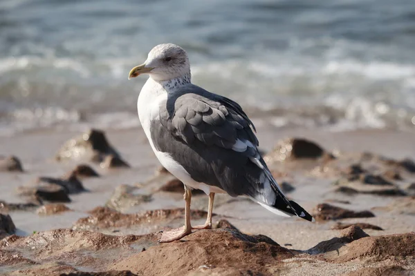 Closeup Seagull Perching Beach Sand — Stock Photo, Image
