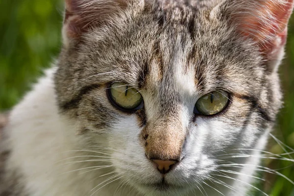 Nahaufnahme Einer Hauskatze Auf Der Grünen Wiese — Stockfoto