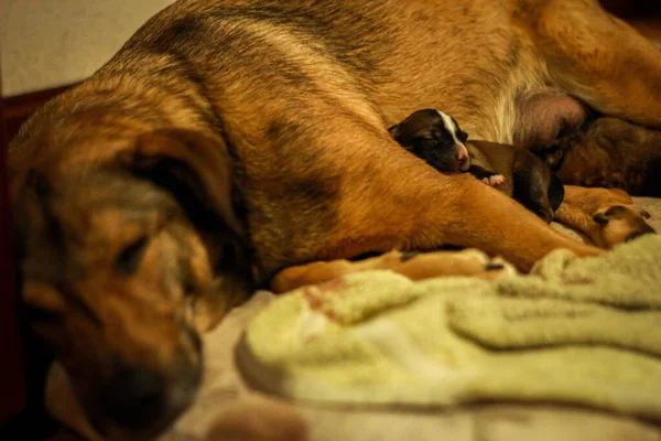Eine Hundemutter Schläft Auf Dem Boden Mit Neugeborenen Welpen — Stockfoto