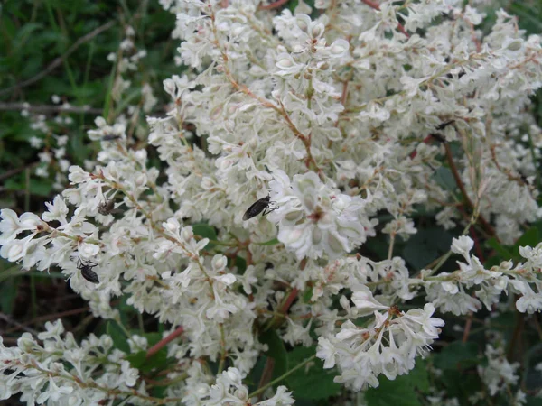 Bílé Horal Kaštanové Květy Zahradě — Stock fotografie