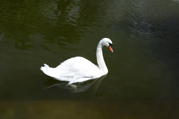 Detailní Záběr Bílé Labutě Vodě — Stock fotografie