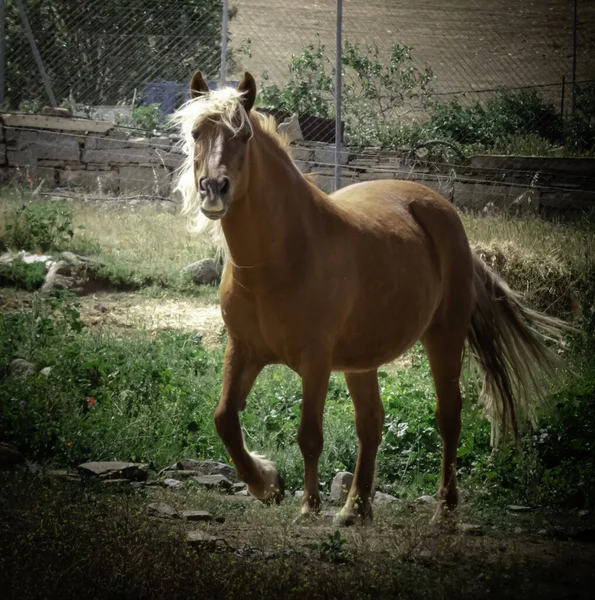 Belo Cavalo Cor Castanha Com Uma Crina Loira Dourada Cauda — Fotografia de Stock
