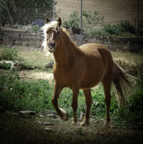 Hermoso Caballo Color Castaño Con Una Melena Rubia Dorada Cola — Foto de Stock