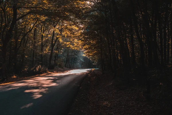 Una Hermosa Toma Camino Través Del Frente — Foto de Stock