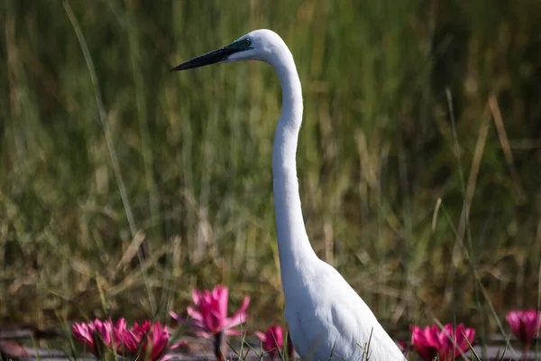 Gros Plan Une Aigrette Perchée Sur Étang — Photo