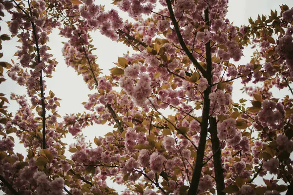 Ett Skott Blommande Blommor Trädgren — Stockfoto