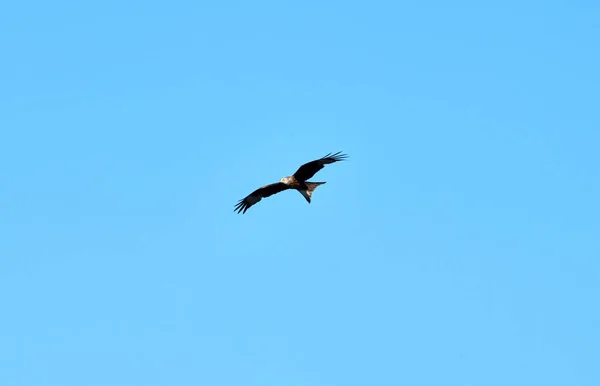 차가운 공중에 하늘색 점없는 대머리 독수리 — 스톡 사진