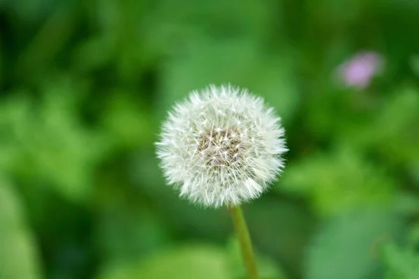 Vit Maskros Naturen — Stockfoto