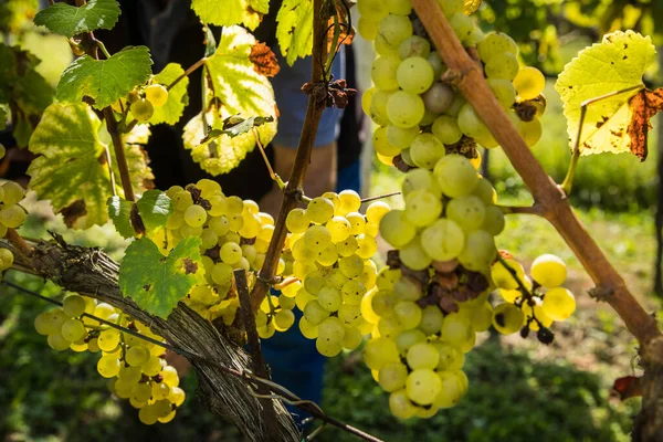 Eine Weinrebe Mit Reifen Grünen Trauben Und Einem Männchen Hintergrund — Stockfoto