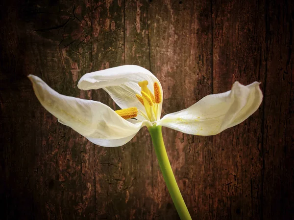 Eine Welke Weiße Tulpe Und Gelbe Stempel — Stockfoto