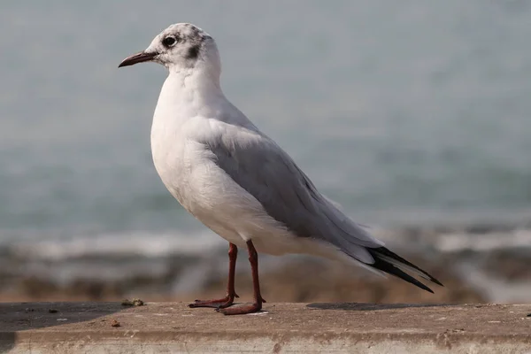 Gros Plan Une Mouette Perchée Surface Béton Près Mer — Photo