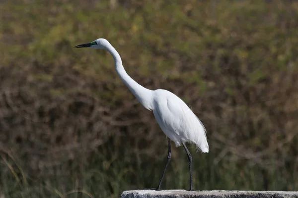 Closeup White Heron Perching Concrete Structure Surrounded Wide Field — Stock Photo, Image