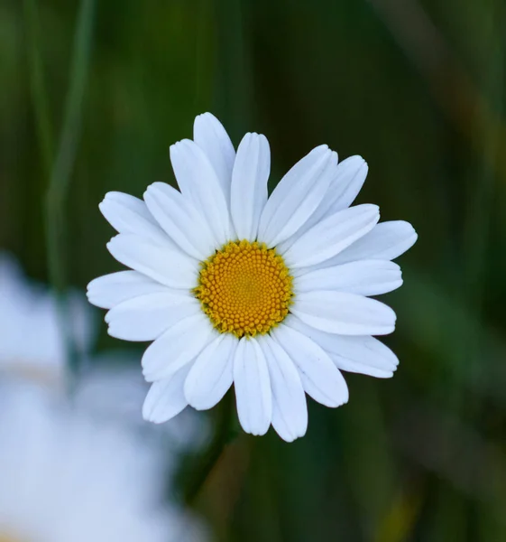 Ein Weißes Und Gelbes Gänseblümchen Der Natur — Stockfoto