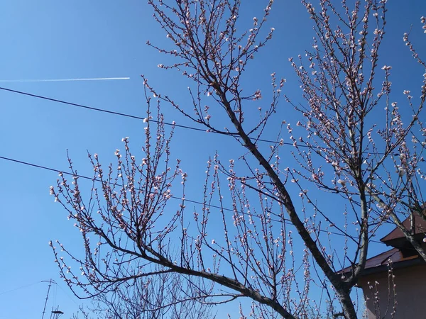 Uma Bela Árvore Floração Delicada Com Flores Brancas Fundo Céu — Fotografia de Stock