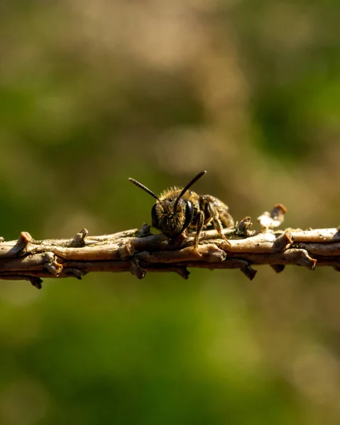 Крупним Планом Бджола Гілці Дерева Розмитому Зеленому Тлі — стокове фото