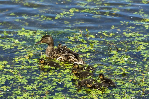 Samice Divoké Kachny Řece Loire Údolí Loiry Francie — Stock fotografie