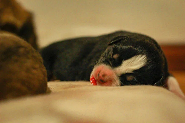 Close Adorável Filhote Cachorro Recém Nascido Adormecido — Fotografia de Stock