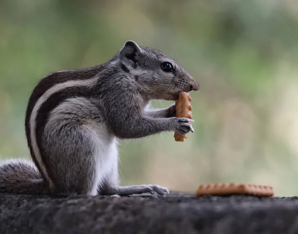 Close Esquilo Palma Indiano Comendo Pão Chão — Fotografia de Stock