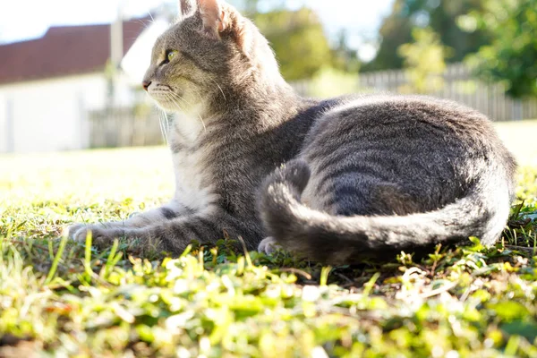 Side View Beautiful Grey Cat Resting Yard Sunrays — Stock Photo, Image