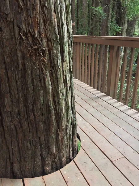 Tiro Vertical Uma Sequoia Gigante Que Vem Através Convés Madeira — Fotografia de Stock