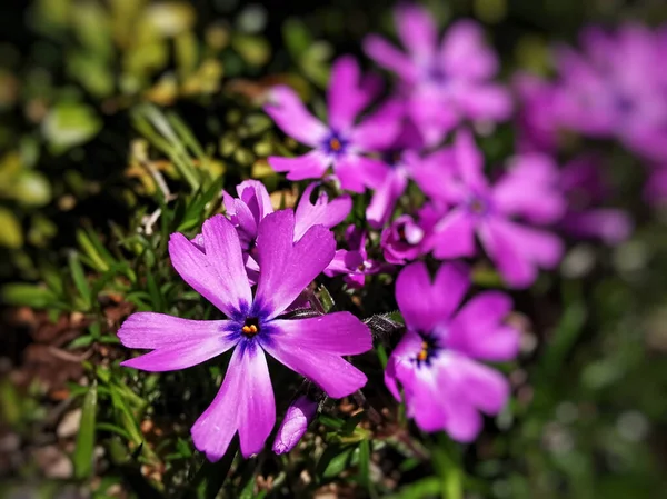 Ένα Επιλεκτικό Πλάνο Εστίασης Των Ανθισμένων Μοβ Βρύων Λουλούδια Phlox — Φωτογραφία Αρχείου