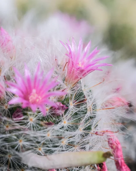 Closeup Shot Sharp Cactus Flowerings — Stock Photo, Image