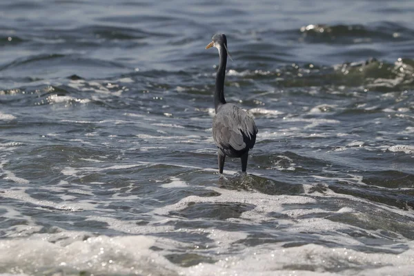 Gros Plan Héron Sur Eau Plage — Photo