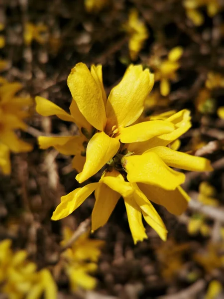Eine Vertikale Aufnahme Einer Blühenden Rand Forsythie Blüten — Stockfoto