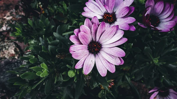 Gros Plan Fleur Aster Aux Pétales Violets Doux Dans Jardin — Photo
