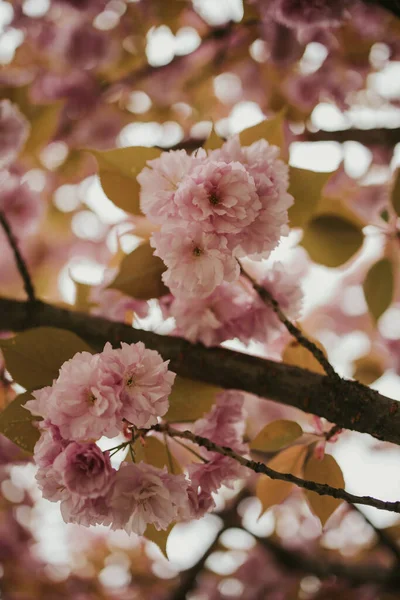 Enfoque Selectivo Flores Florecidas Rama Del Árbol —  Fotos de Stock