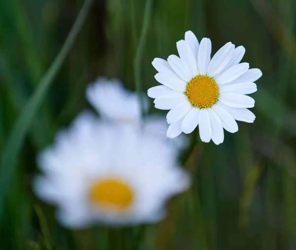 Uma Flor Margarida Branca Amarela Natureza — Fotografia de Stock