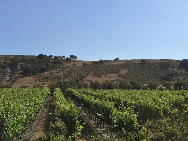 Krásná Krajina Vinic Řady Zlatými Kopci Pozadí Sonoma County Kalifornie — Stock fotografie